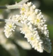 Close-up of flower spikes