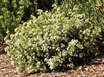 Agathosma mucronulata forms a neat, compact, rounded upright shrub 0.8-1 m tall