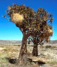 Weavers' nests