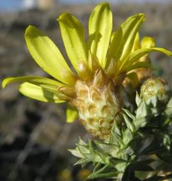 Side view of flower heads showing the overlapping involucral bracts which are dry and shiny.