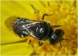 Wasp visiting A. styphelioides