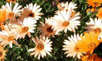 Dimorphotheca sinuata