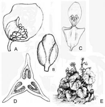 Begonia geranioides diagrammatic sketch