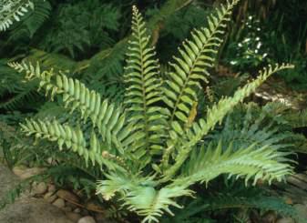  Young Blechnum tabulare