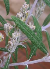 Flower buds and leaves