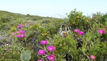 Growing in habitat
