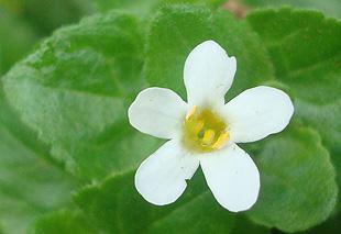 Chaenostoma cordatum flower
