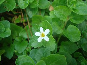 Chaenostoma cordatum in flower