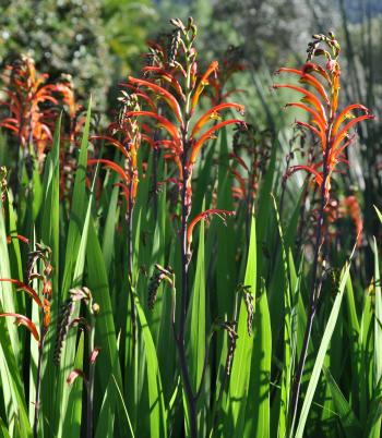 Chasmanthe bicolor | PlantZAfrica