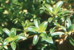 Shiny green toothed leaves