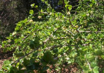 Coddia rudis arching branches