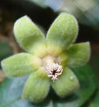 C.greenwayi male flower ©Geoff Nichols