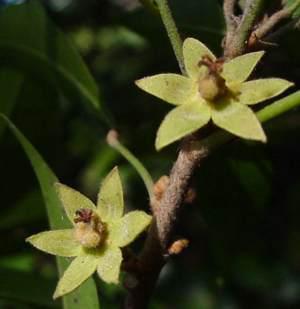 C. greenwayi female flower ©Geoff Nichols