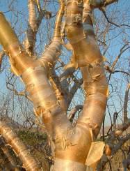 Bark flaking off in C. virgata