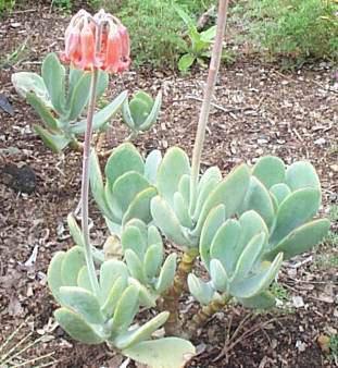 cotyledon orbiculata plantz africa