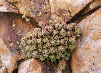 Crassula sericea var. sericea growing in its shady cliff face habitat on the Rosyntjiesberg, Richtersveld (Northern Cape)