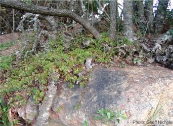 Crassula spathulata in habitat