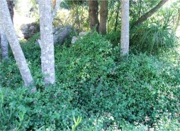 Crassula spathulata in the shade, Kirstenbosch NBG.