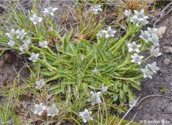 Alepidea pusilla 