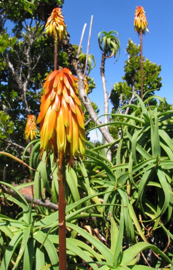 Aloiampelos striatula var. caesia (NR Crouch)