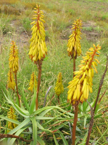 Aloiampelos striatula var. striatula (NR Crouch)