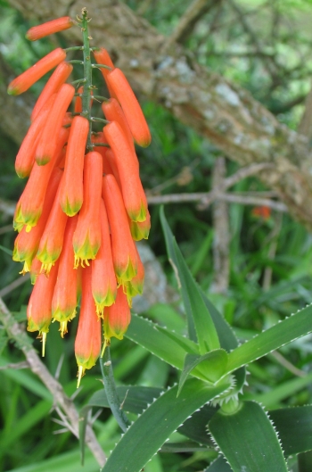 Aloiampelos ciliaris var. ciliaris (NR Crouch)