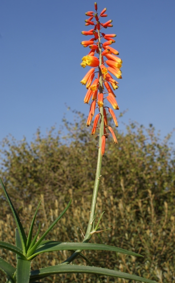 Aloiampelos ciliaris var. redacta (GF Smith)