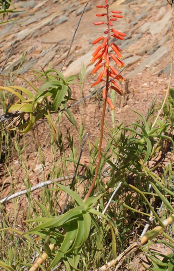 Aloiampelos ciliaris var. tidmarshii (GF Smith)