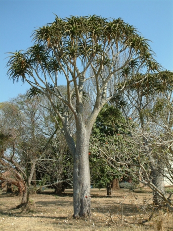 Aloidendron barberae