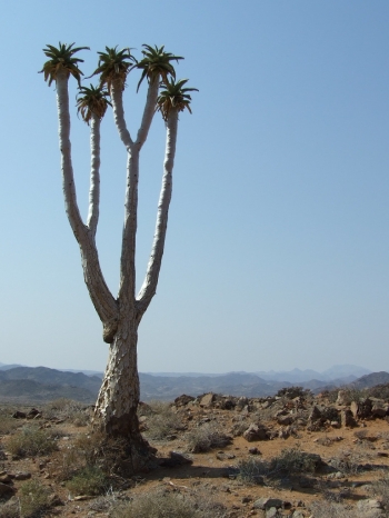 Aloidendron pillansii