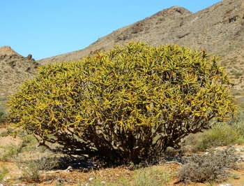 Aloidendron ramosissimum