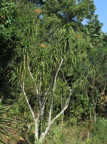 Aloidendron tongaensis