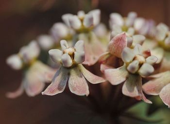 Asclepias adscendens (Photo SP Bester)