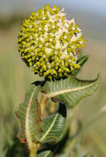 Asclepias albens (Photo SP Bester)