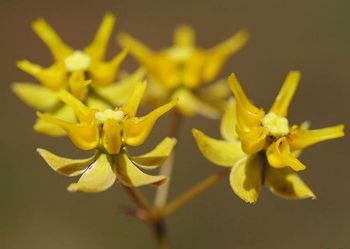 Asclepias aurea (Photo SP Bester)