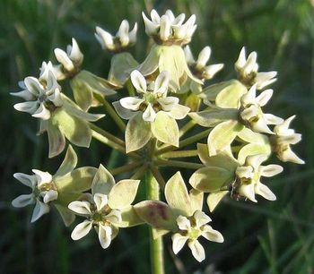 Asclepias crispa (Photo C McMaster)