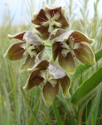 Asclepias cultriformis (Photo SP Bester)