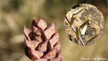 Astroloba bullulata Astroloba bullulata