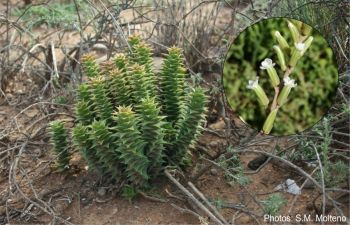 Astroloba foliolosa