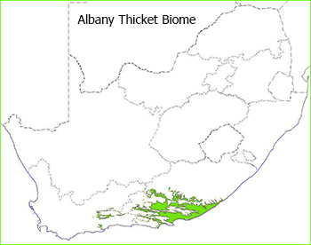 Albany Thicket Biome 2006