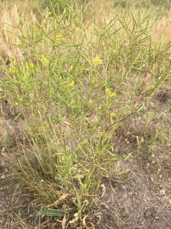 Brassica elongata (Juraj Paule)