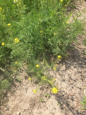 Brassica napus (Tasha Tetzlaff)