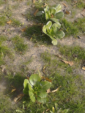 Brassica rapa (Trevor Partridge)