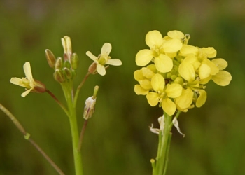 Brassica tournefortii (Ron Vanderhoff )