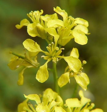 Brassica juncea (Dinesh Valke)