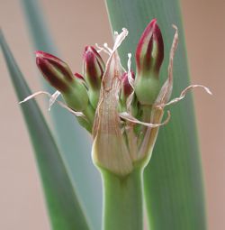 Cryptostephanus densiflorus