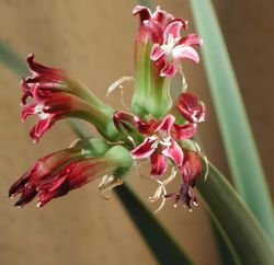 Flowerhead of Cryptostephanus densiflorus