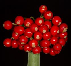 Cryptostephanus haemanthoides ripe berries