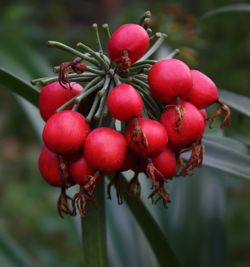 Cryptostephanus vansonii berries