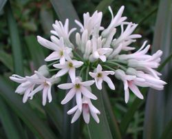 Flowerhead